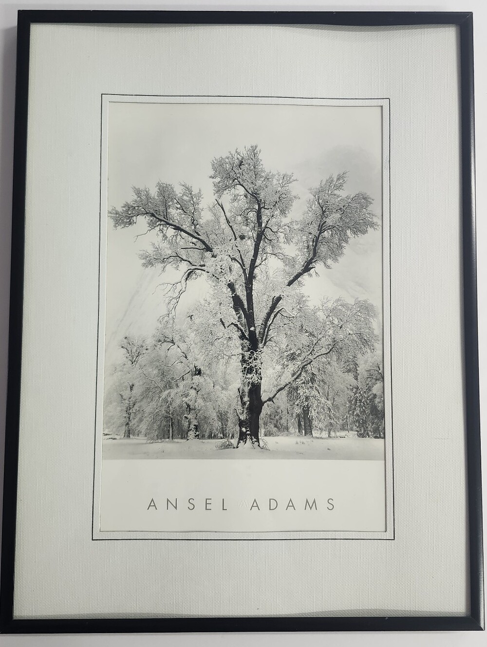 Ansel Adams Oak Tree, Snowstorm, Yosemite Park Framed 12 1/2 X 16 1/2